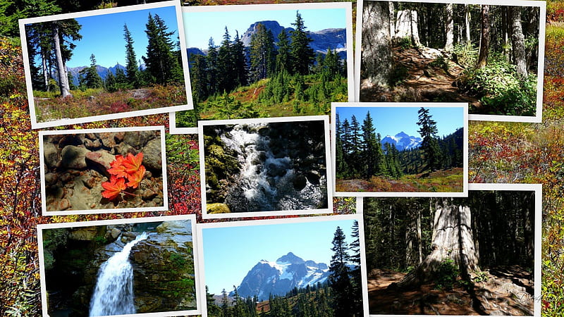 Pacific Northwest Collage, forest, , leaves, mountains, washington, woods, trees, falls, HD wallpaper