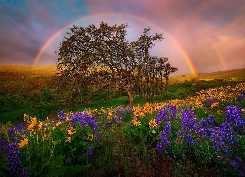Rainbows and Flowers, rainbows, flowers, fields, rainbow, trees, clouds, sky, field, HD wallpaper