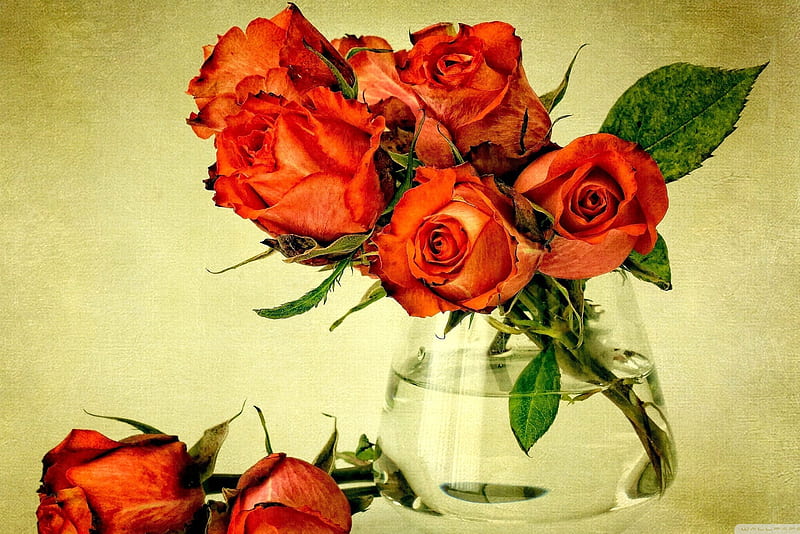 Valentine Rose, bo, ll, HD wallpaper