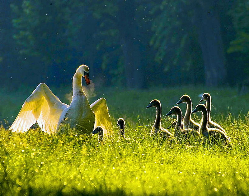 Morning jaunt, young, grass, sunlight, birds, morning, mother, swans, field, HD wallpaper