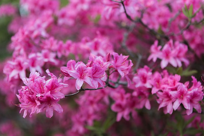 azalea, flowers, branch, pink, spring, HD wallpaper