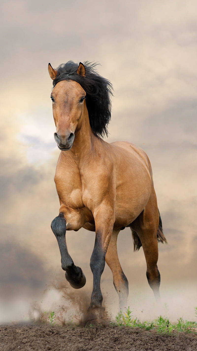 Running horse, animal, brown, mustang, HD phone wallpaper