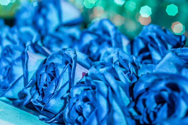 Blue Roses, bouquet, flowers, roses, blue, gorgeous, HD wallpaper