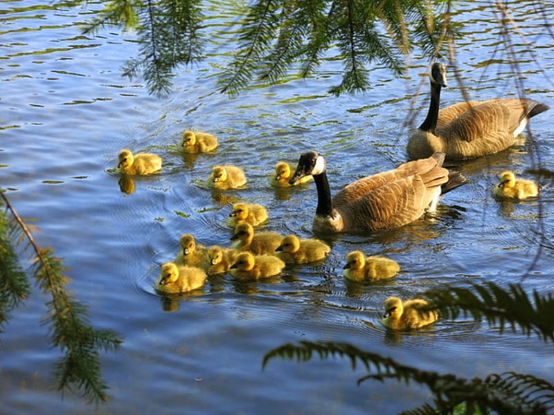 Family ducks, ducks, yellow, water, spring, HD wallpaper