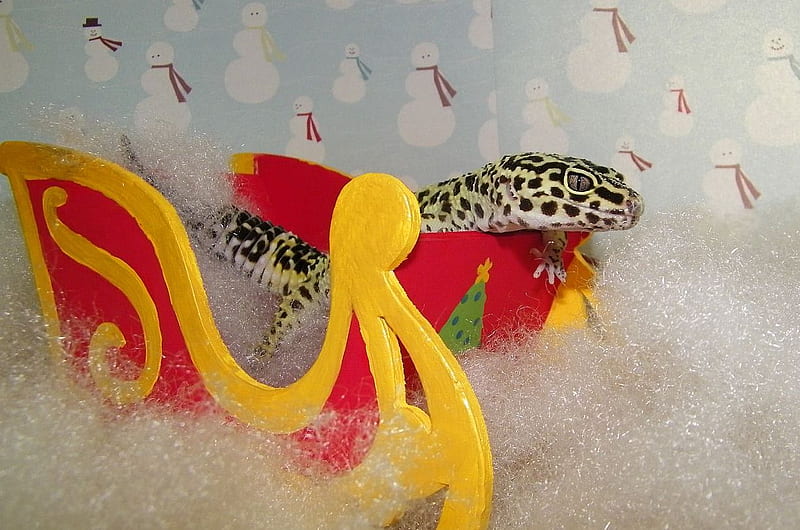 Mojave's Merry Christmas, leopard, sleigh, snowmen, lizard, leopard gecko, mojave, gecko, HD wallpaper