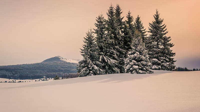 Snow Covered Fir Trees And Mountain Under Cloudy Sky During Winter Nature, HD wallpaper