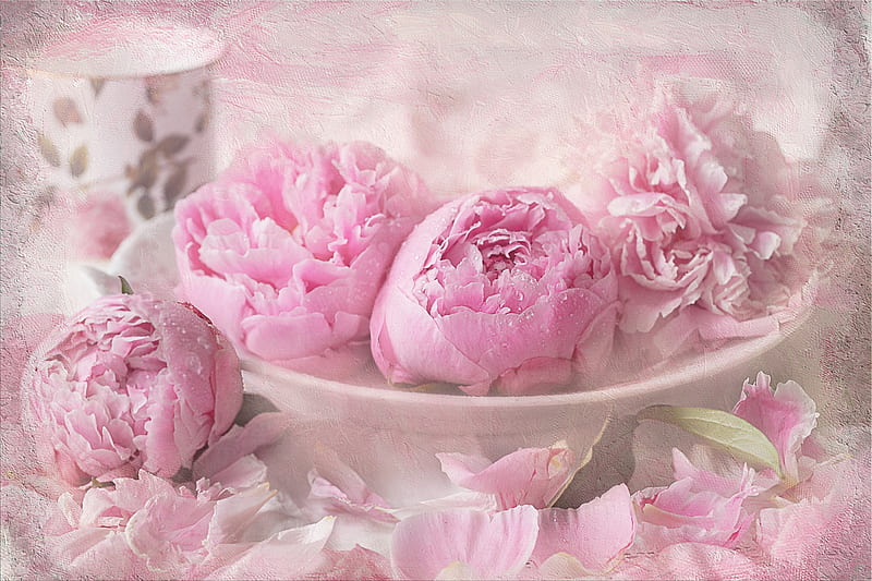 Peonías, flor, peonía, blanco, rosa, Fondo de pantalla HD | Peakpx