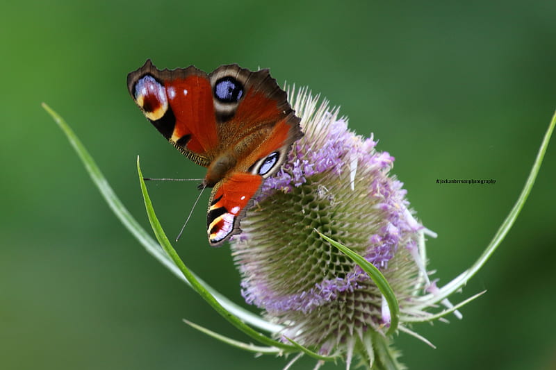 Peacock Butterfly (Aglais io) on Teasel., summer, teasel, Peacock Butterfly, Butterfly, britishbutterflies, HD wallpaper
