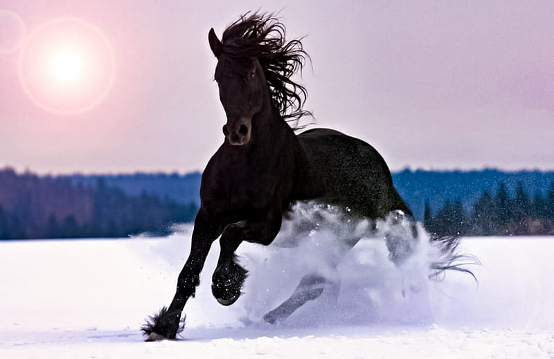 Black Horse n Snow, black horse, horses, equine, winter, HD wallpaper