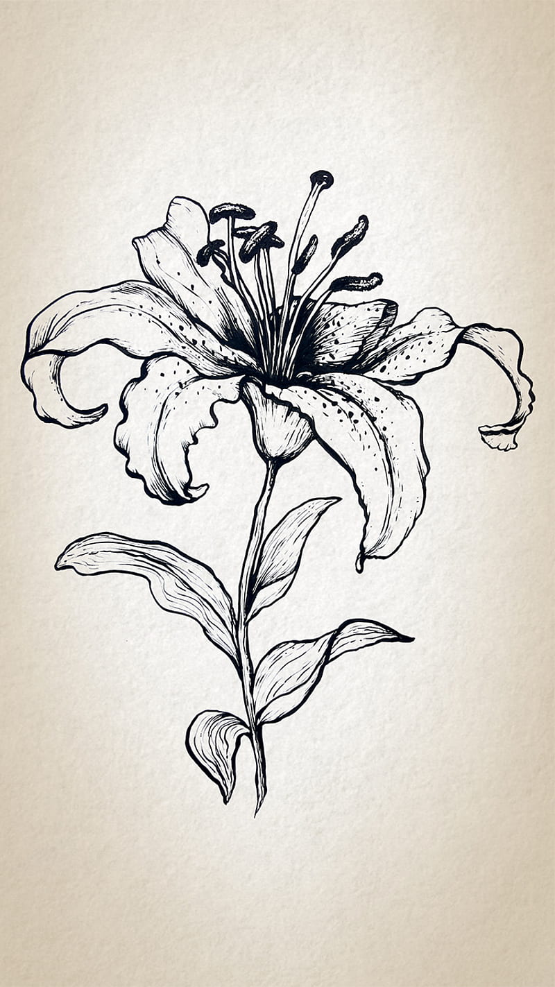 Rose Symbol abstract art black desenho dreamcatcher flower tattoo  HD phone wallpaper  Peakpx