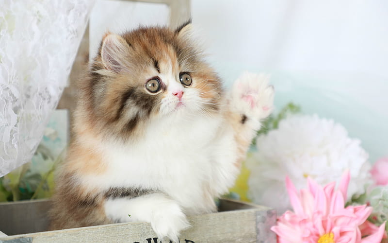persian kitten cute animals, kitten, cats, Persian cat, HD wallpaper