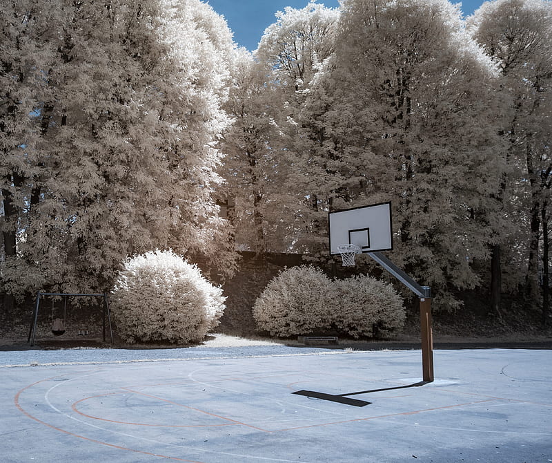 white basketball hoop surrounded by white leafed trees, HD wallpaper