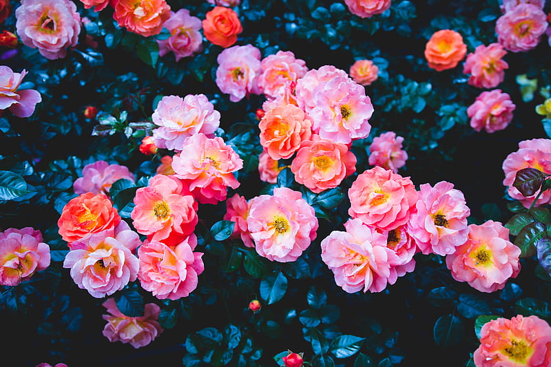 roses, flowers, pink, bloom, bush, HD wallpaper