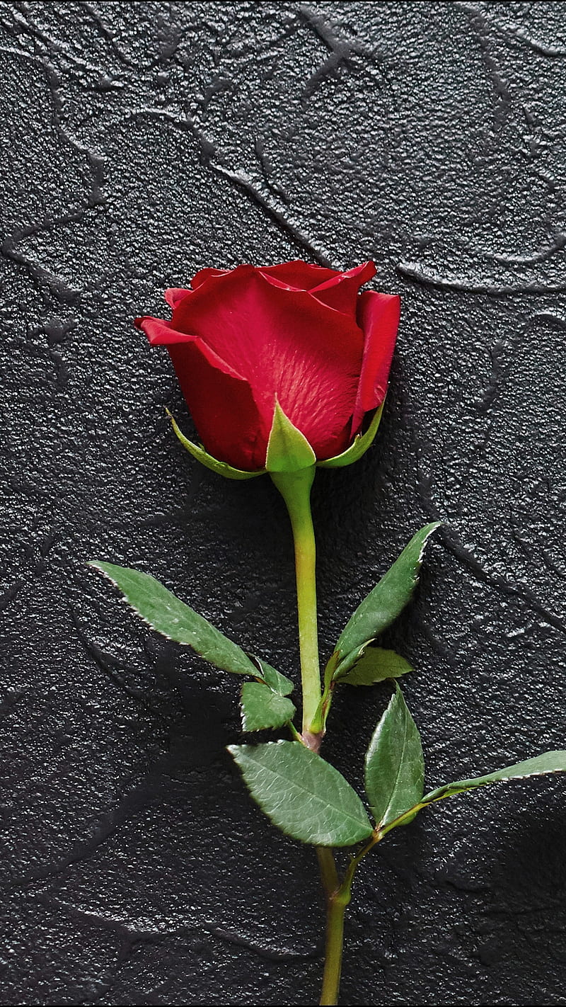 Lonely rose, hybrid tea rose, love, single rose, petal, , red rose, HD  phone wallpaper | Peakpx