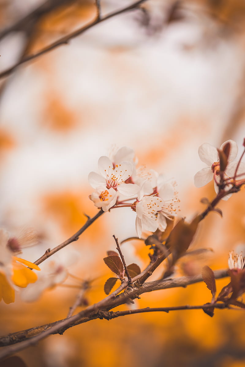 cherry, flowers, branches, macro, spring, HD phone wallpaper