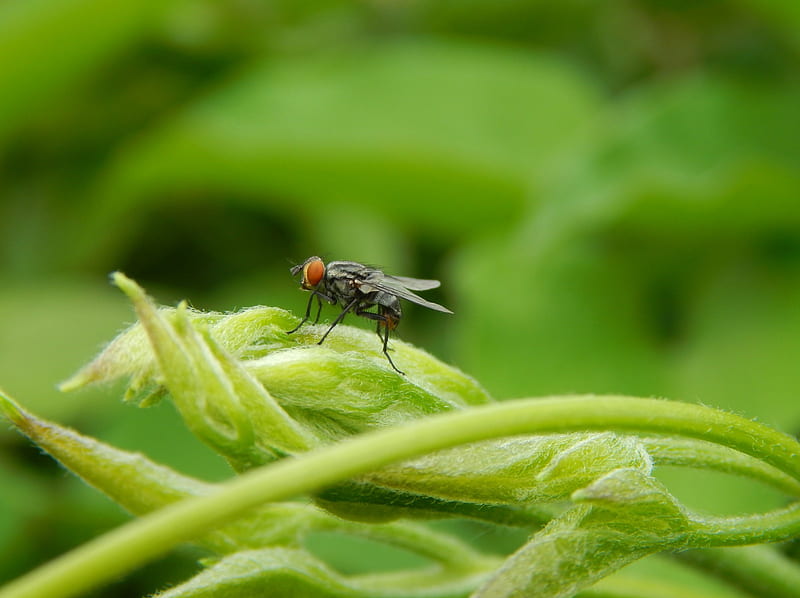 Ugly House fly, insect, bugs, nature, housefly, ugly, HD wallpaper
