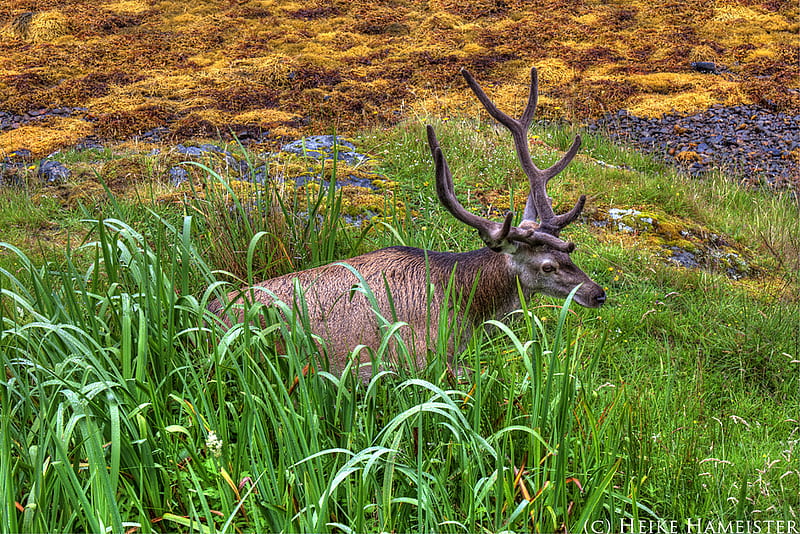 Resting Deer, rocks, antlers, grass, horns, foliage, deer, HD wallpaper