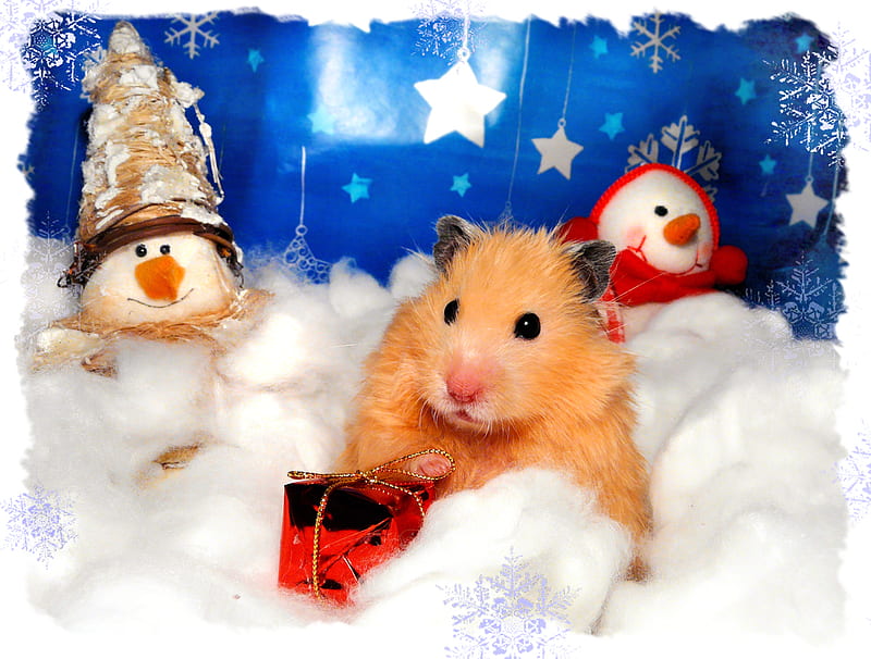 Xmas Hamster, hamster, christmas, snow, xmas, HD wallpaper