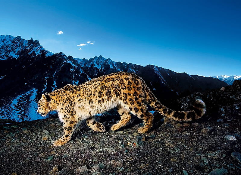 Leopard in Snow, predator, wildcat, cat, mountains, HD wallpaper