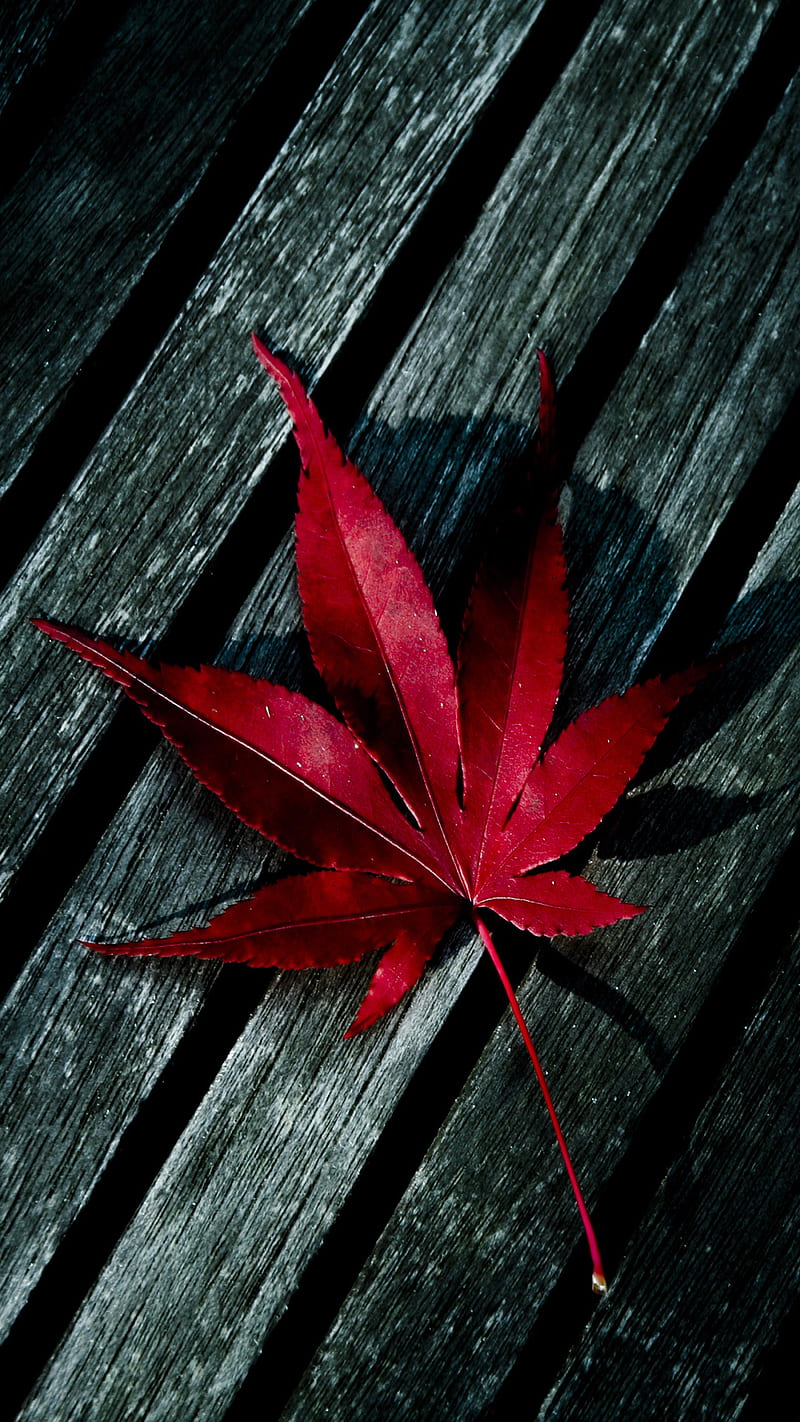 Red Leaf fallen leaf, macro, red, wood, HD phone wallpaper | Peakpx