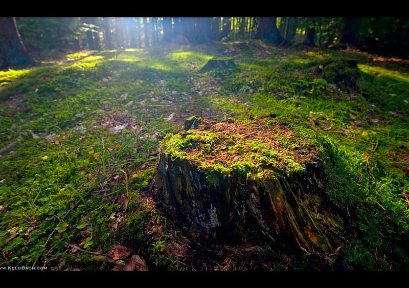 Just a Stump, forest, nature, trees, HD wallpaper