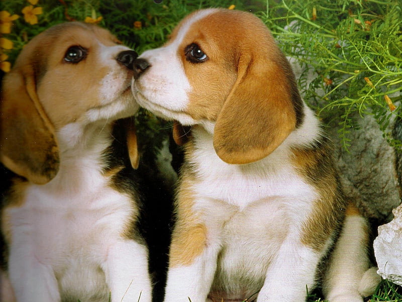 Puppy Love, beagle, puppies, kissing, cannie, HD wallpaper