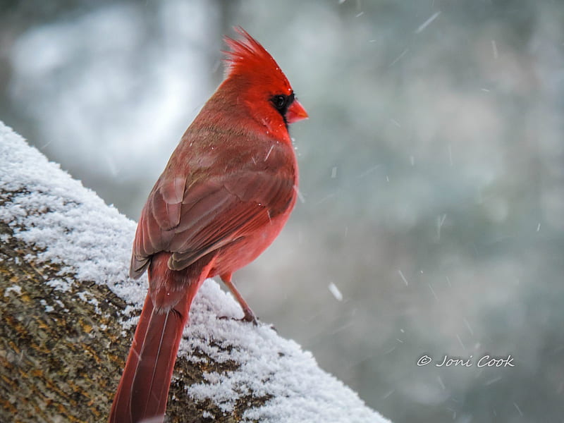 Cardinal, birds, red, HD wallpaper