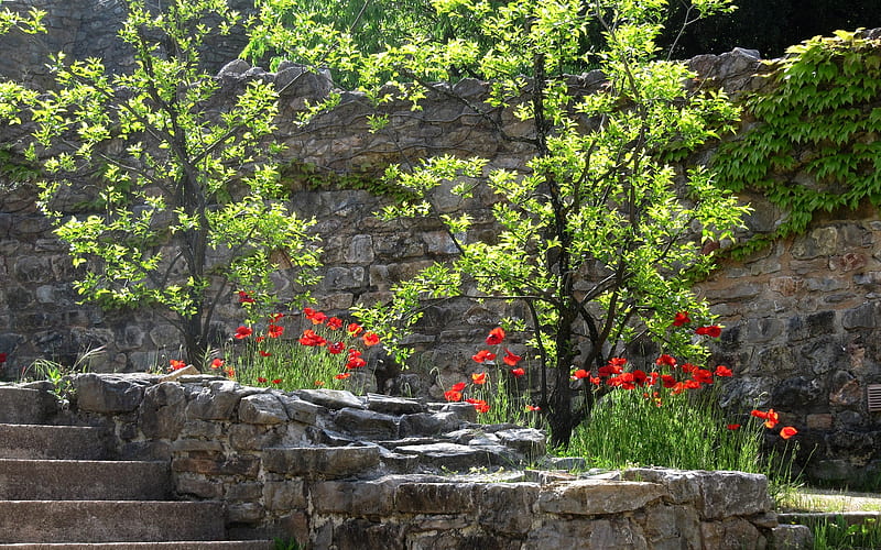 Stairs&flowers, flowers, stairs, nature, trees, HD wallpaper | Peakpx