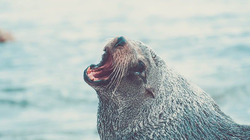 gray sea lion on body of water, HD wallpaper