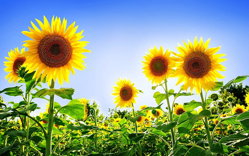 gorgeous sunflowers-Summer flowers, HD wallpaper