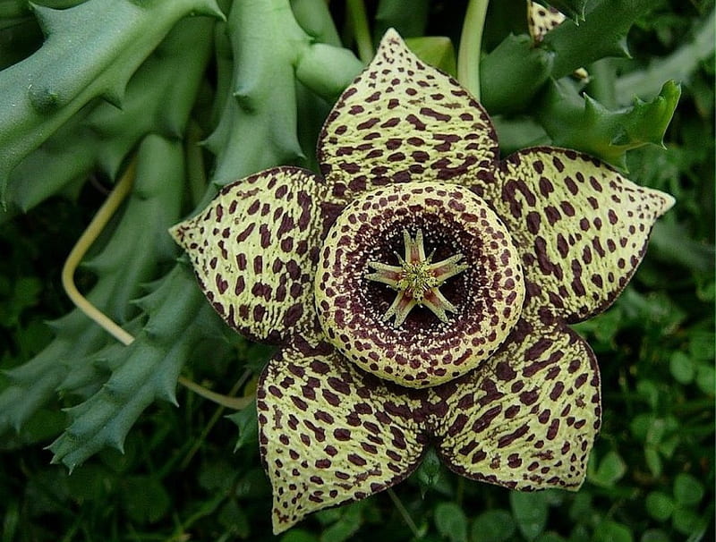 Stapelia variegata flor, grafía, stapeliad, suculento, flor, naturaleza,  stapelia, Fondo de pantalla HD | Peakpx