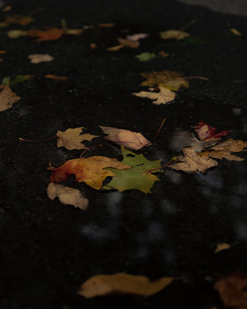 fallen leaves, leaves, puddle, autumn, HD phone wallpaper