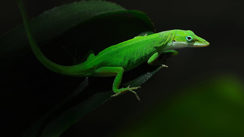 Green lizard, lizard, green, night, dark, HD wallpaper
