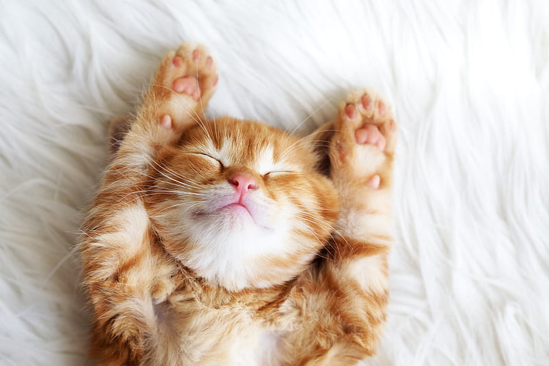 Happy Kitten, cute, orange, Cat, tabby, Kitten, HD wallpaper