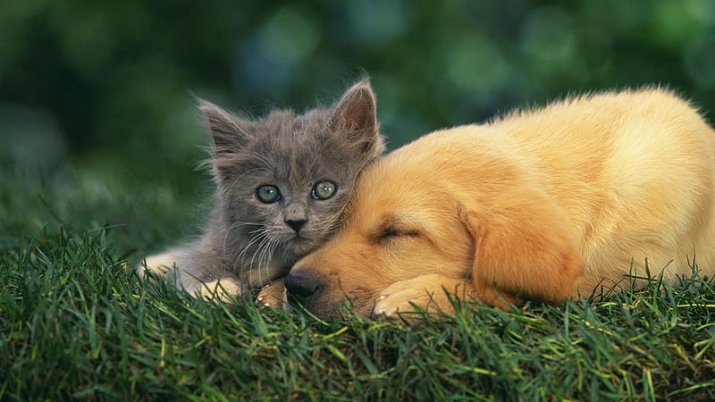 Dog Love With Kitten, love, cat, kitten, puppy, dog, animal, HD wallpaper