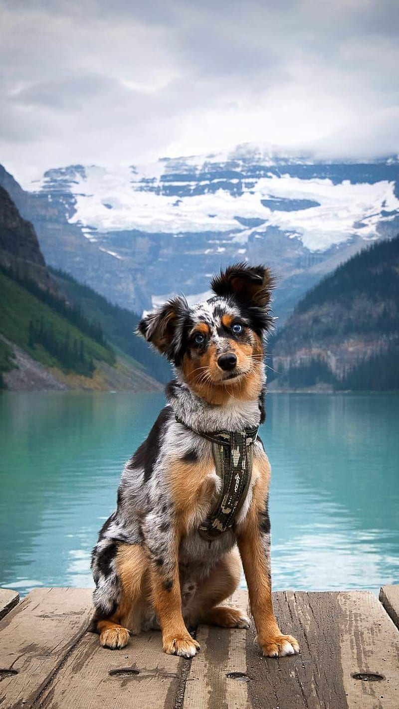 Confused Dog Near the Lake , nature, mountains, animal, cute, pet, HD phone wallpaper