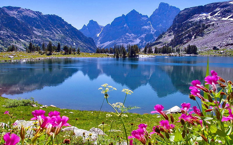 Jenny Lake, Grand Tetons, Wyoming, flowers, water, reflections, mountains, sky, HD wallpaper