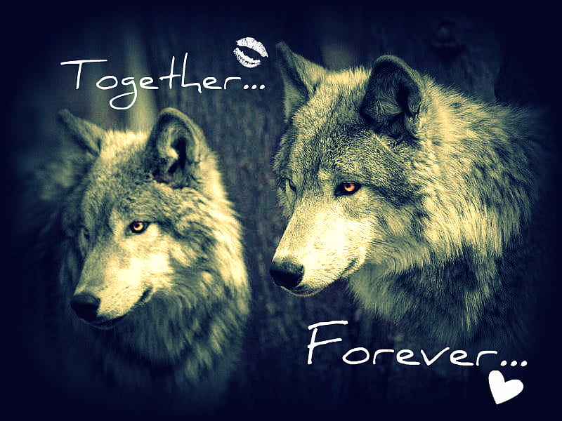 Lobos enamorados, fantasía, amor, juntos, para siempre, lobo, lobos,  animal, Fondo de pantalla HD | Peakpx