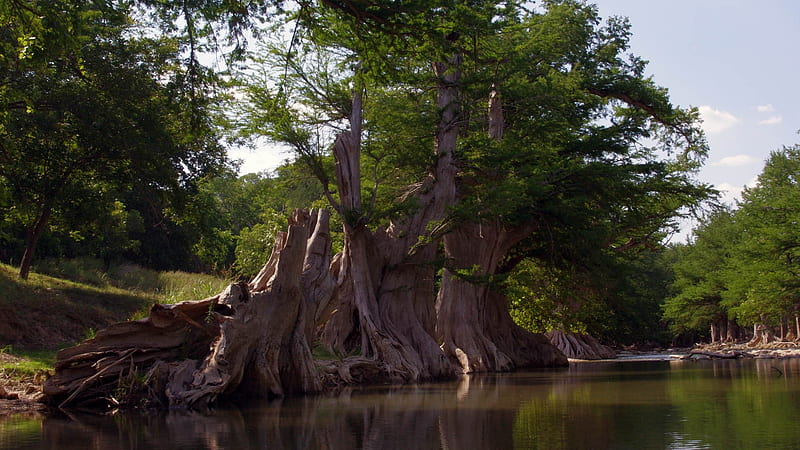 Cypress Tree Roots on Guadalupe River, Texas, Roots, Trees, Rivers, Nature, HD wallpaper