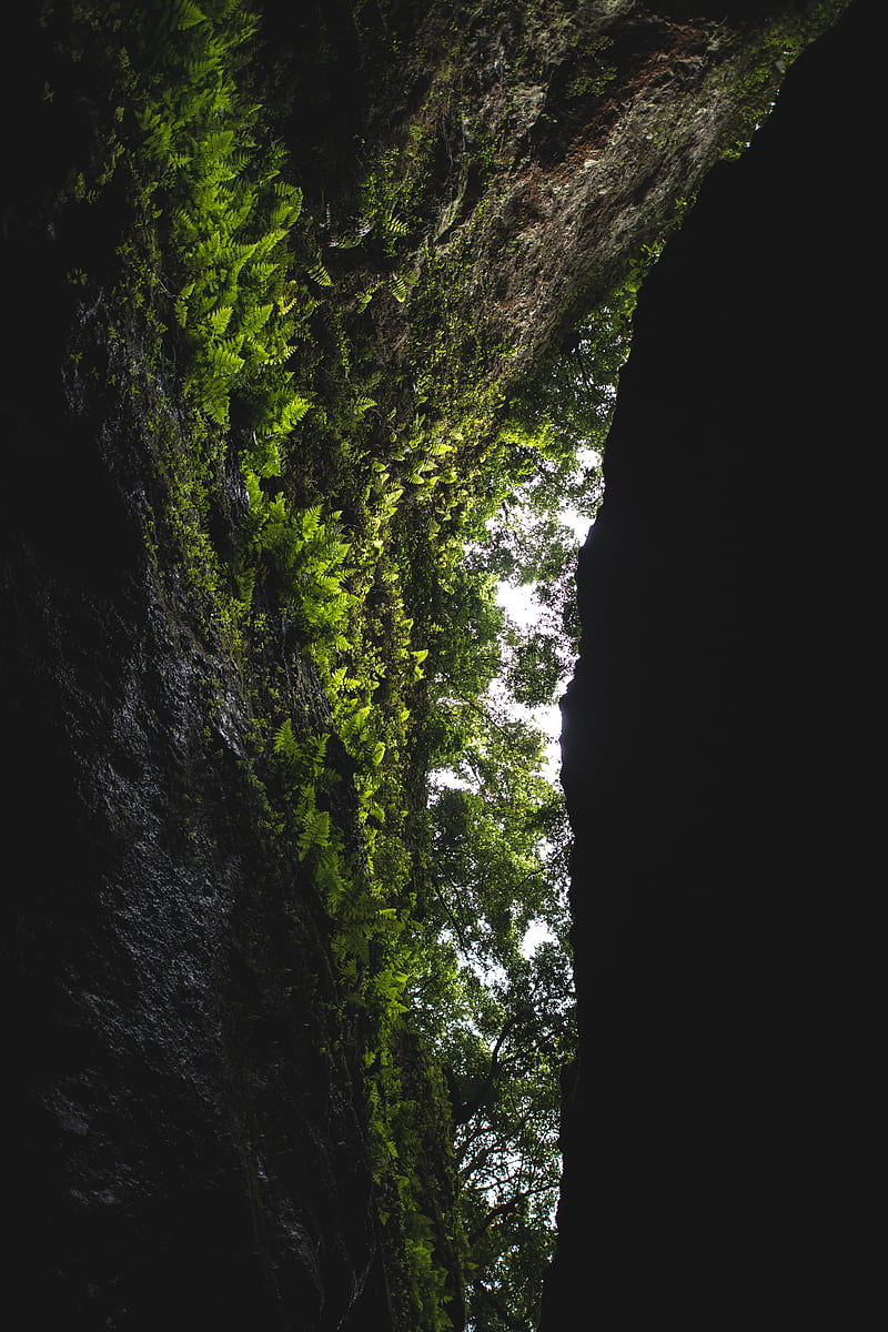 cave, rock, vegetation, fern, trees, dark, HD phone wallpaper