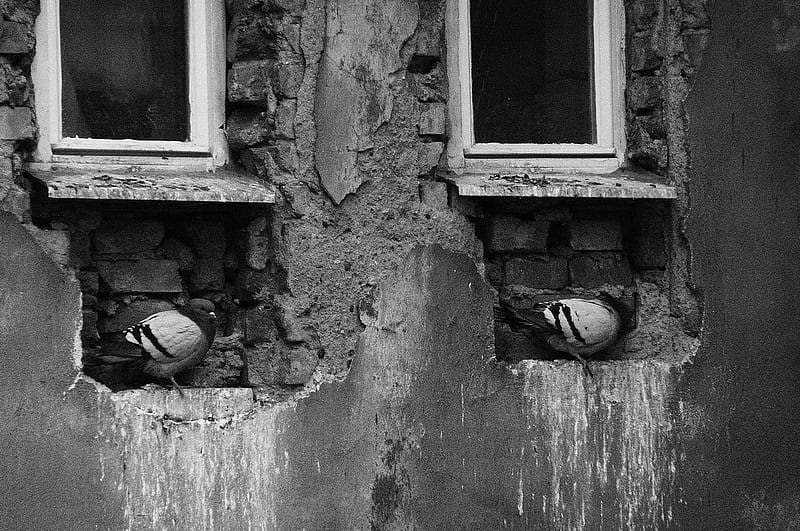 Two Pigeons, pigeon, house, window, old, HD wallpaper