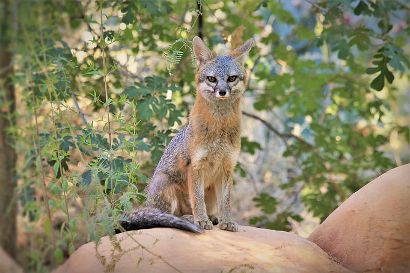 desert fox, fox, glance, predator, HD wallpaper