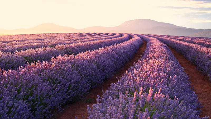 Lavender Fields, field, lavender, nature, pink, HD wallpaper