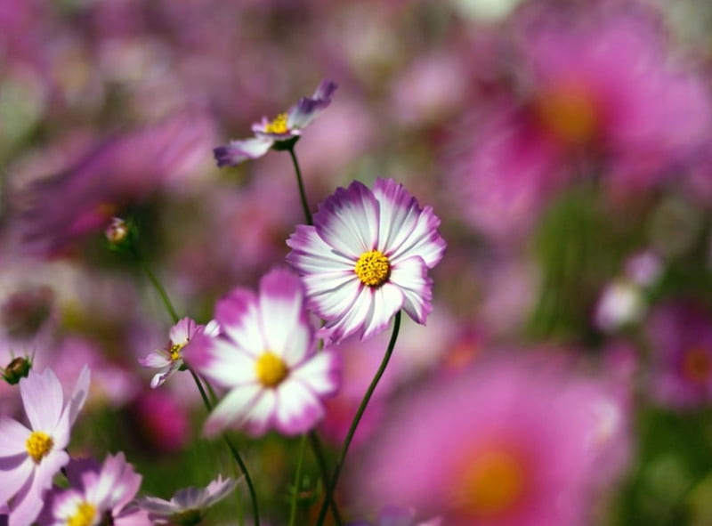 Spring is in the air, Field, Flowers, Pink, Cosmos, HD wallpaper