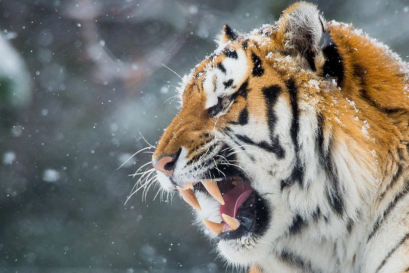 Tiger Roar Teeth, tiger, animals, roar, teeth, HD wallpaper