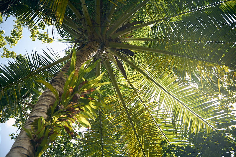 Low Angle of Palm Tree, HD wallpaper