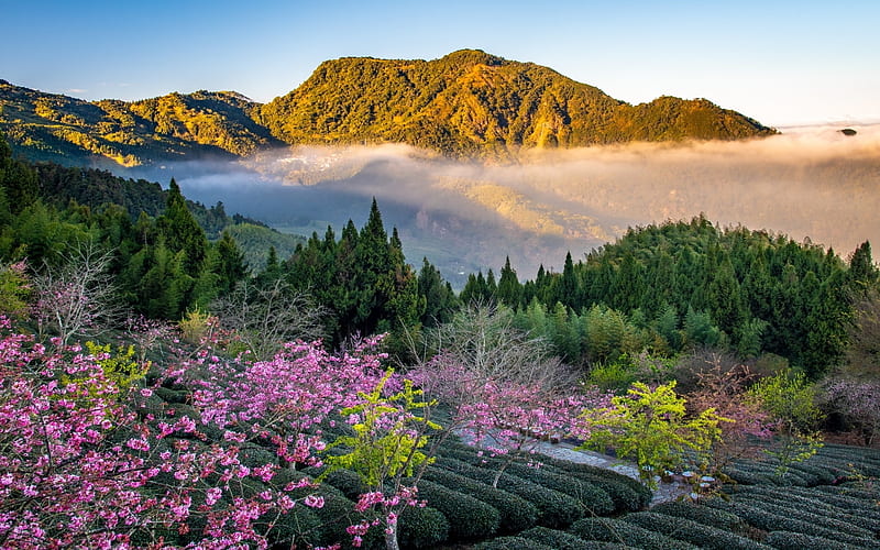 Mountains in Taiwan, trees, tea plantation, mountains, Taiwan, blooms, mist, HD wallpaper