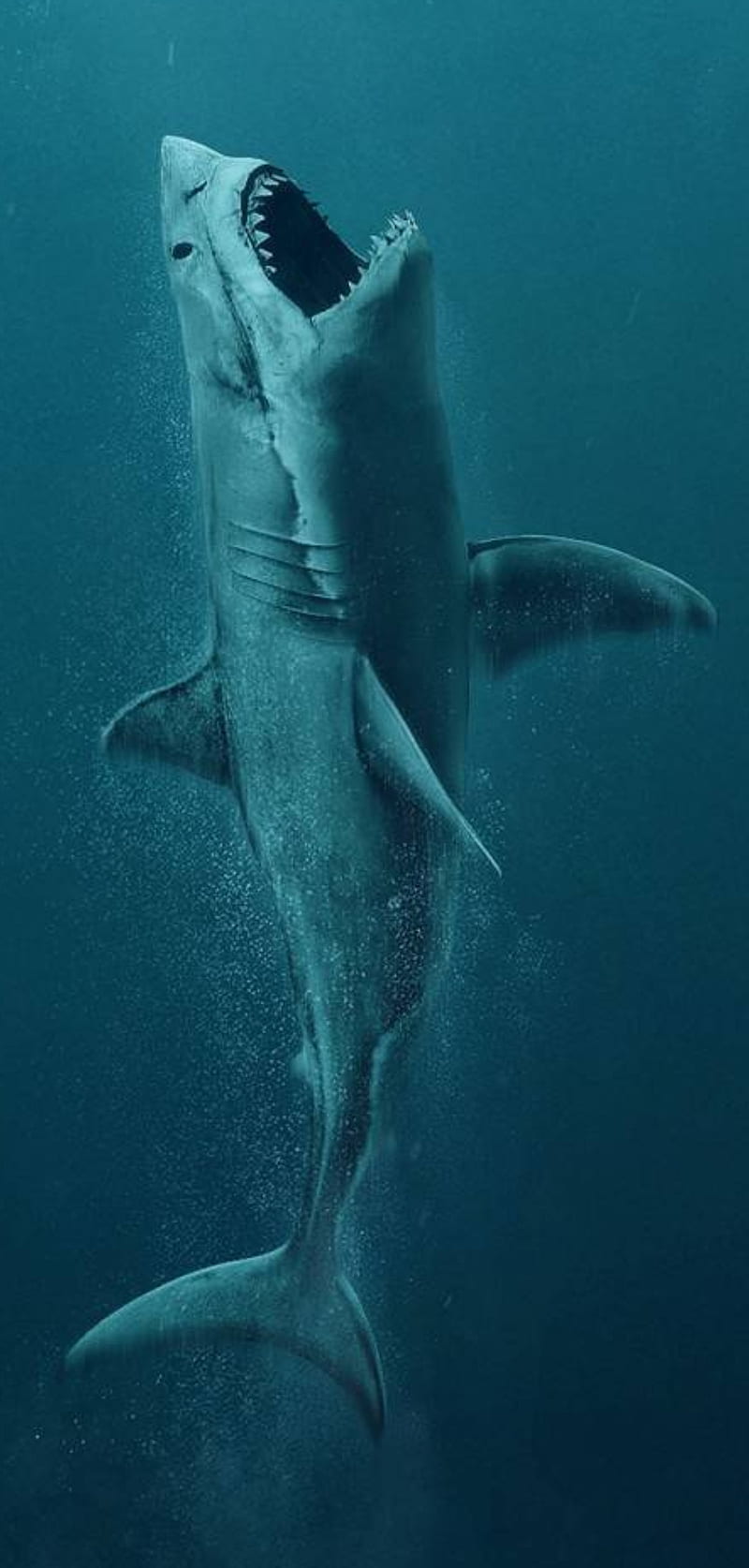 Shark, devgalaiya, marine life, deep sea, beast, predator, HD phone wallpaper