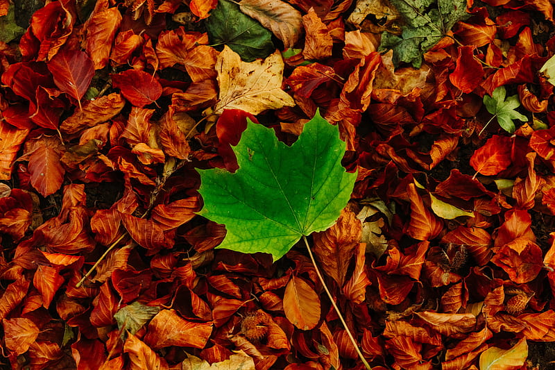 leaves, maple, autumn, fallen, contrast, HD wallpaper