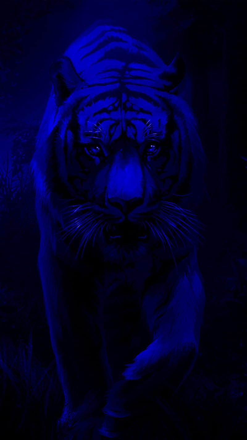 tiger, blue, HD phone wallpaper